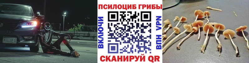 kraken как войти  это официальный сайт  Галлюциногенные грибы Psilocybe  Зеленогорск 